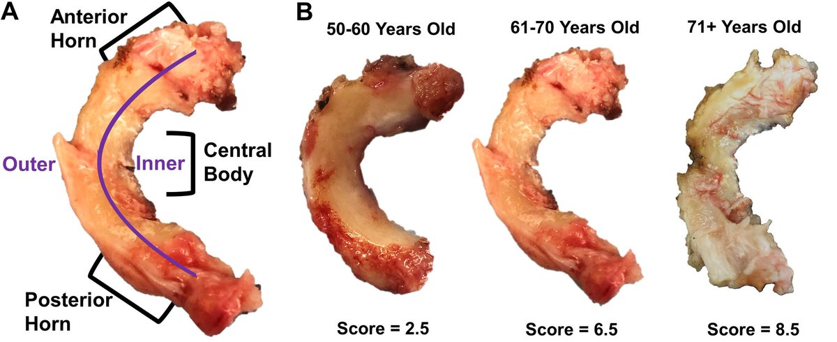 The Puetzer Lab tweet media