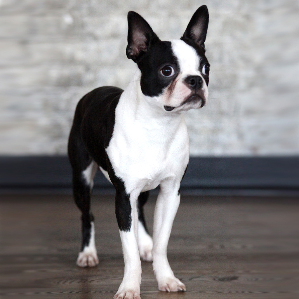 get_untitled's tweet photo. Untitled believes in the power of a dog-friendly office! Our little friends bring so much joy to the workplace. Here are a few pictures of our office pups, who always keep us smiling. Check out the full team with the link below! https://t.co/O4kze7aOMK https://t.co/EfiplFY9Ww
