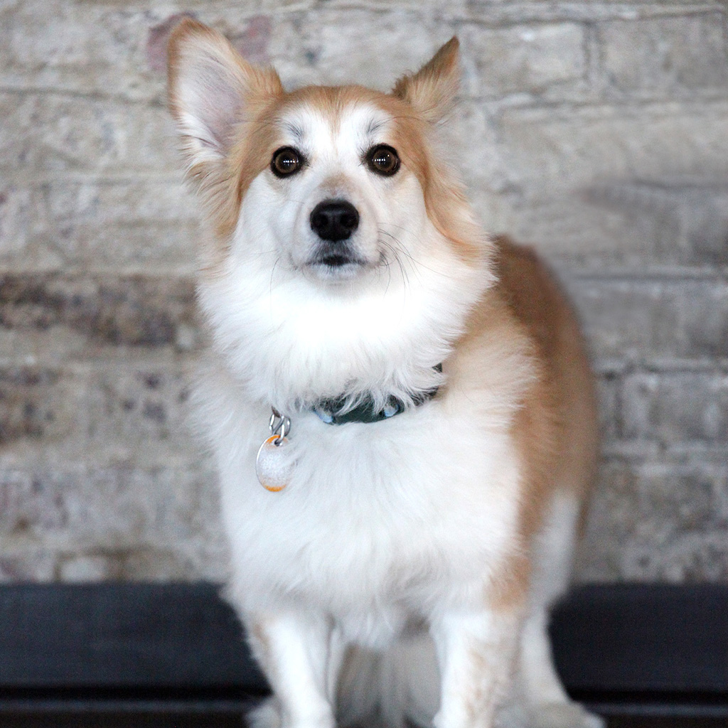 get_untitled's tweet photo. Untitled believes in the power of a dog-friendly office! Our little friends bring so much joy to the workplace. Here are a few pictures of our office pups, who always keep us smiling. Check out the full team with the link below! https://t.co/O4kze7aOMK https://t.co/EfiplFY9Ww