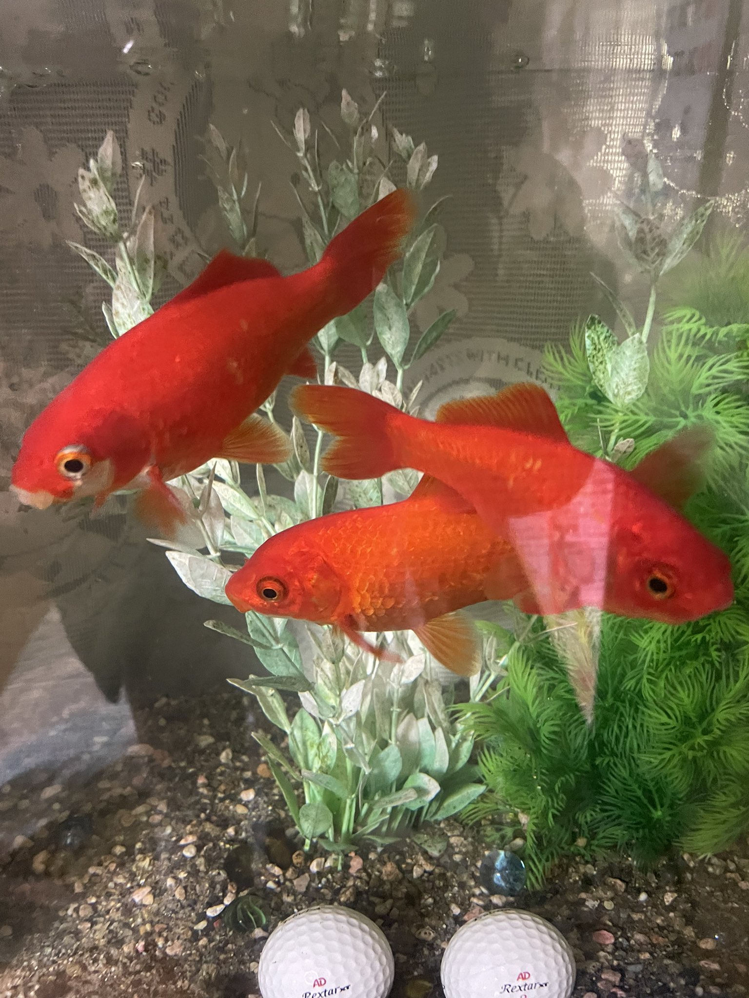 へたれ金魚様専用の クリアランス卸し売り www.lsansimon.com