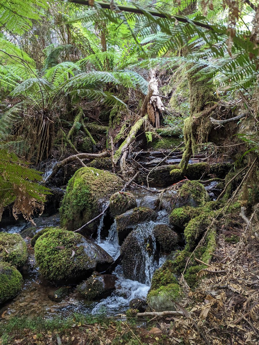 BotanyByYen's tweet photo. And up on Mt Donna Buang yesterday to finish off our stint in the field. https://t.co/YEohNbQnBo