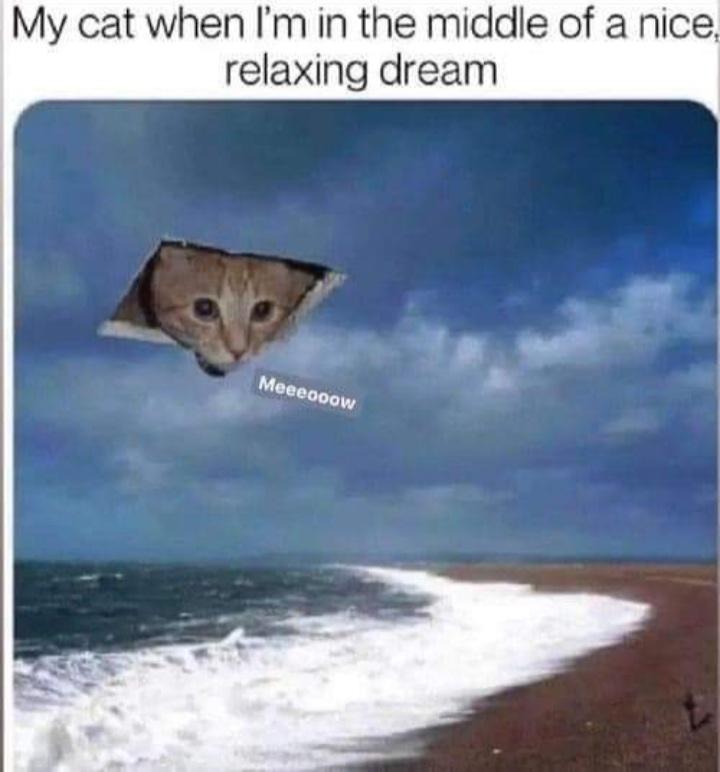 WholesomeMemes (@wholesomememe) on Twitter photo 