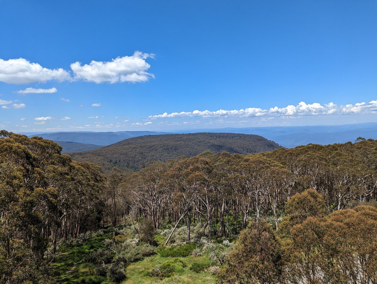 BotanyByYen's tweet photo. And up on Mt Donna Buang yesterday to finish off our stint in the field. https://t.co/YEohNbQnBo