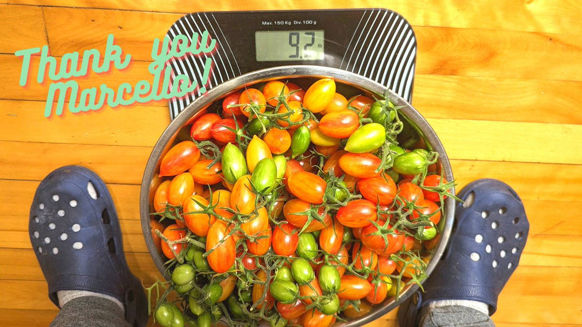 Marcello is no more. He yielded over nine pounds of tomatoes. Thank you for your service, my friend 🫡

On the menu: sun-dried tomatoes and green ketchup!

(Yes, those are my business crocs)

#growyourown #tomatoes #tomato #Homegrown #HomeGarden #gardening #allotment #Veganuary