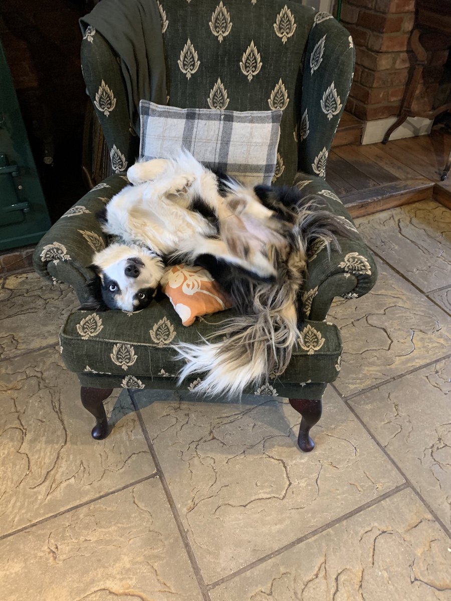 ploughEverdon's tweet photo. @Kesthecollie https://t.co/nhW2cx6oyQ