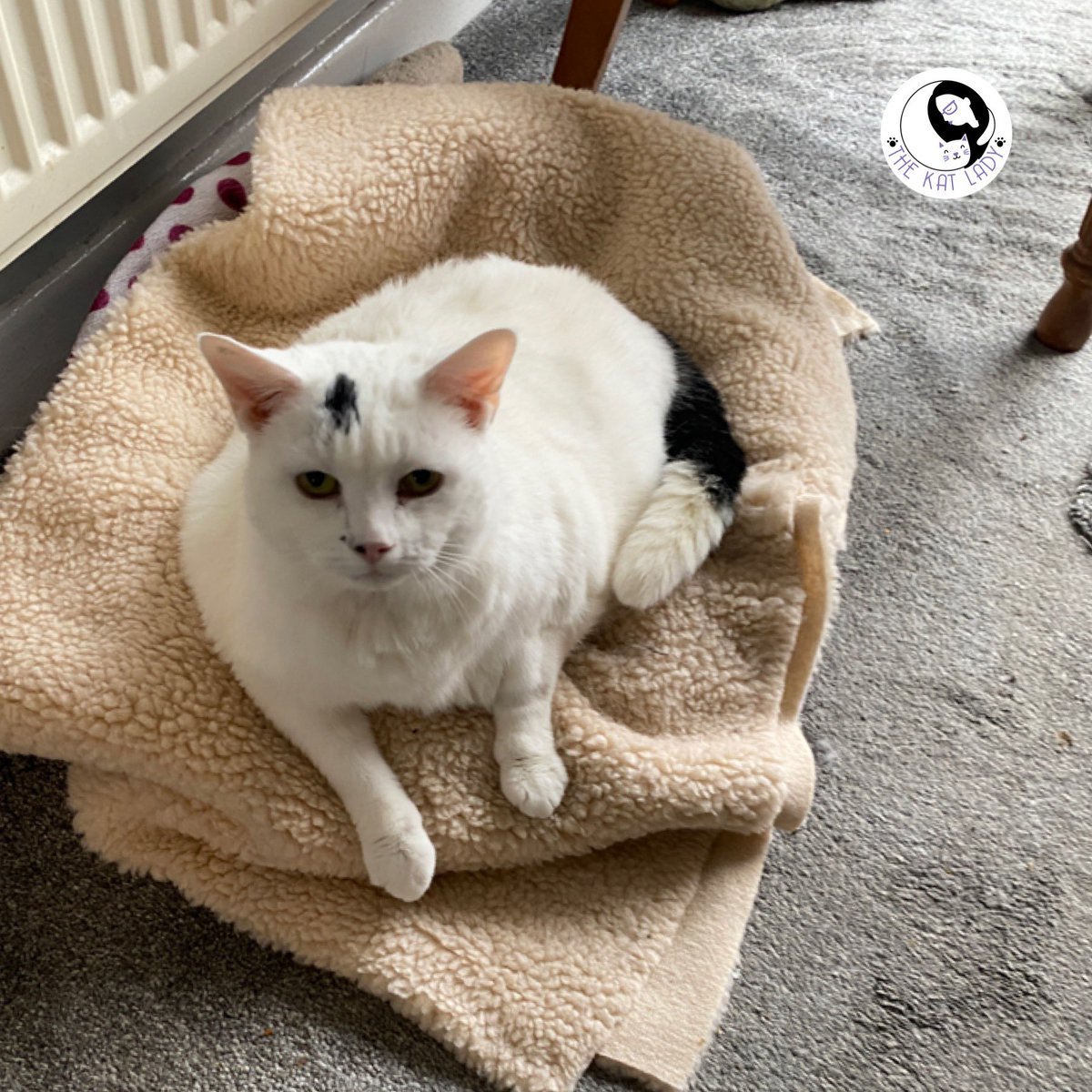 Older cat Bindi is deaf, arthritic and has tummy problems but feels much better after a groom #catsoftwitter #cat #catgroomer #disabledcat