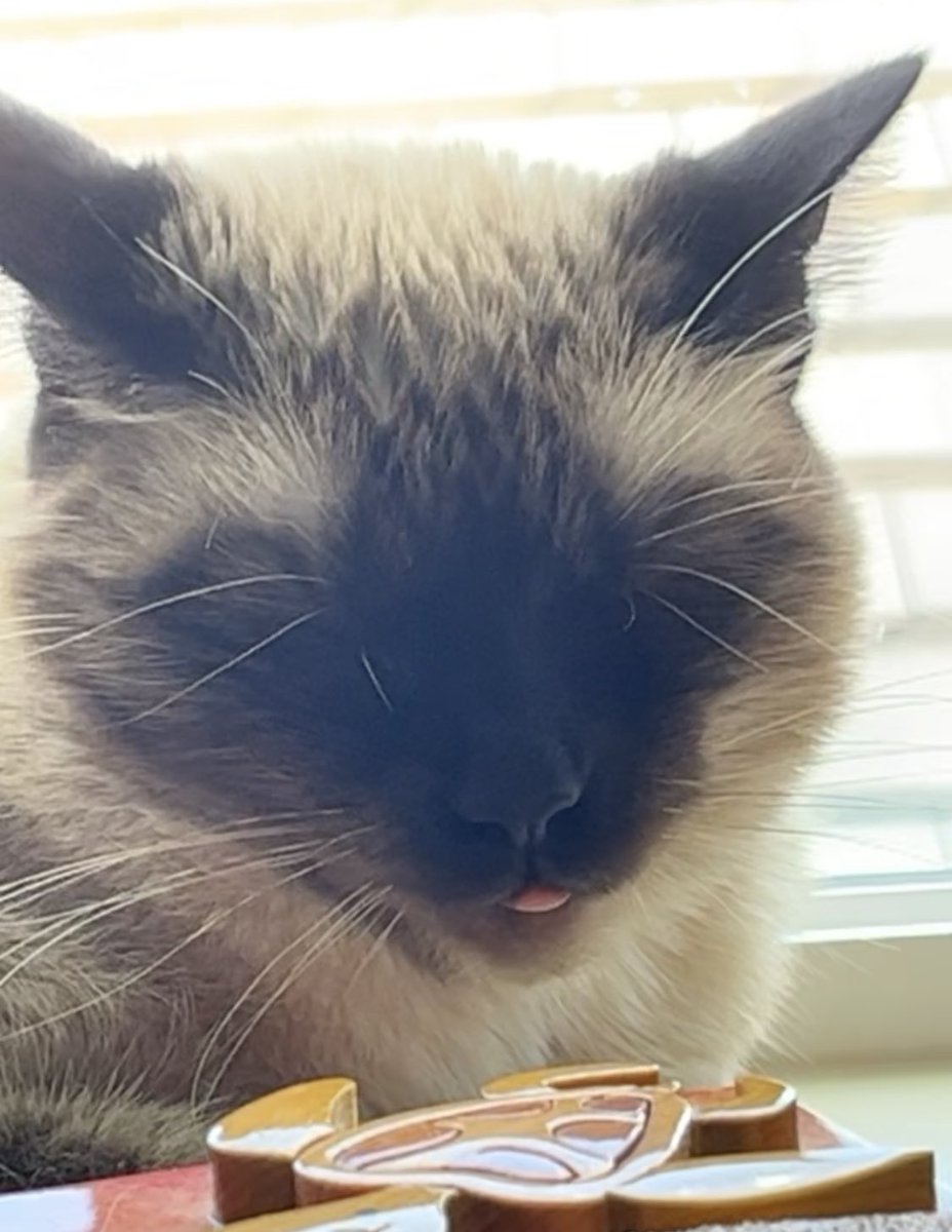 HeyHeyHalerz's tweet photo. @TweetsOfCats https://t.co/xqXuebrhKC