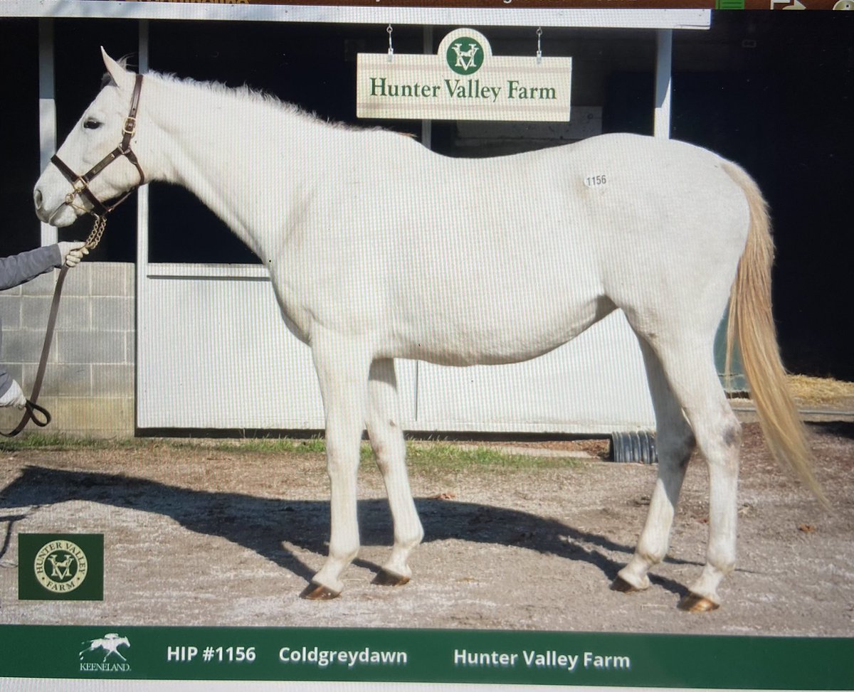 Purchased this Flashy Bull mare in foal to Global Campaign! She will be bred back to Blended Citizen!!