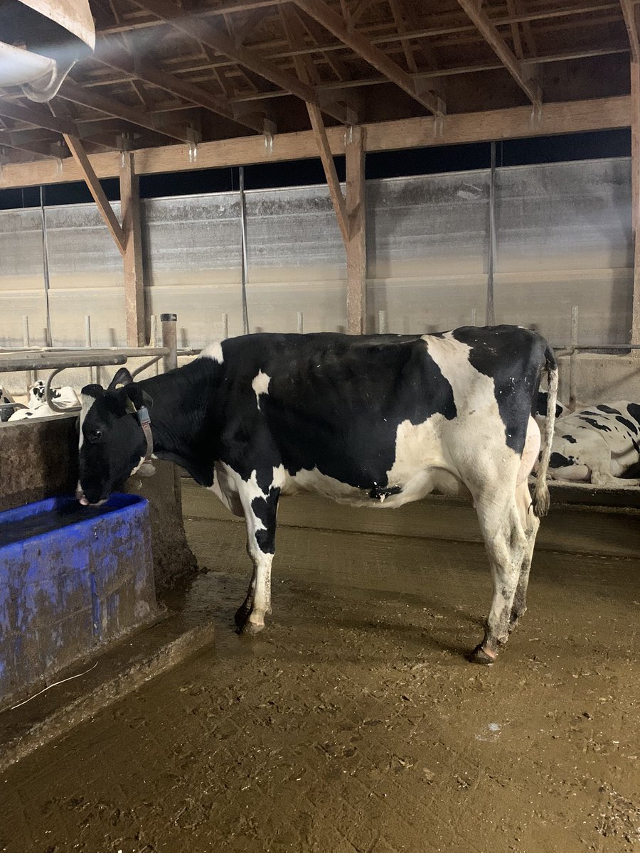 Gotta appreciate a VG two year old with an 87 point bag who’s pumping 1.76kg of fat per day into the tank 🤘🏽