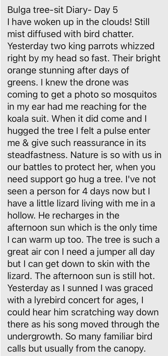 margokingston1's tweet photo. 92. Lola’s Day 5 #SaveBulgaForest tree sit diary.
#NSWVotes #Standupforforests https://t.co/dkxU6Z7pJs