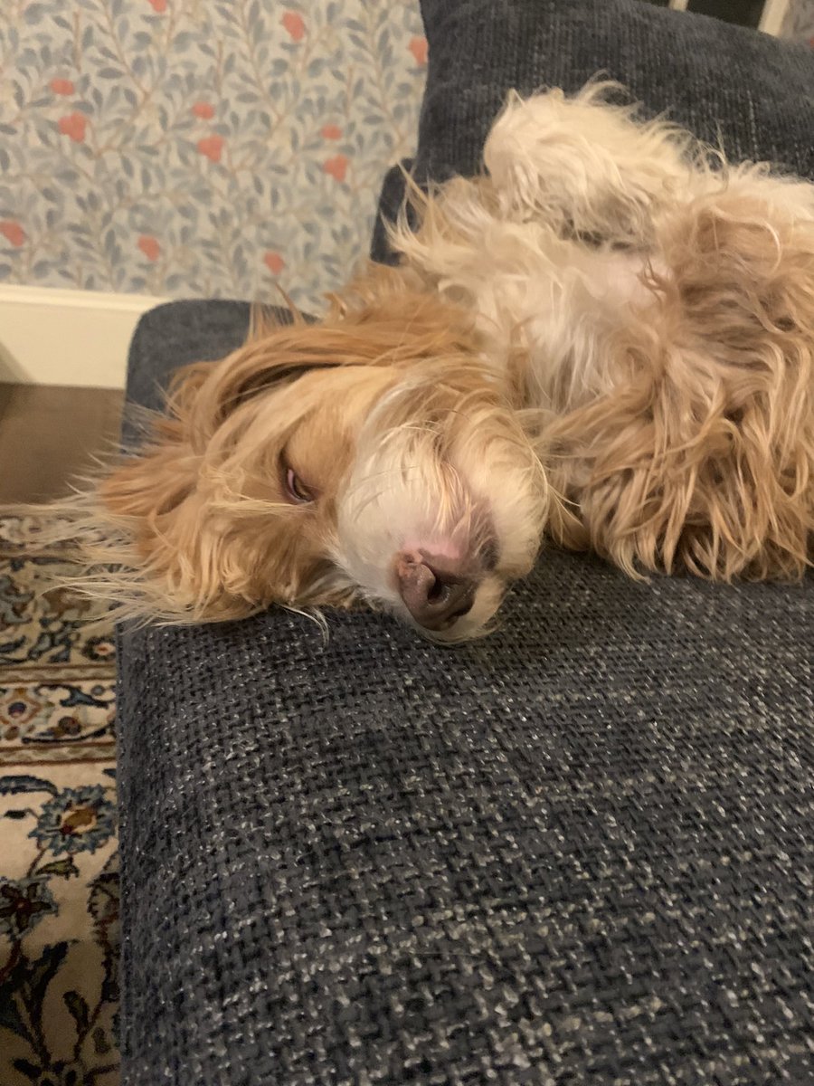 chouffester's tweet photo. Online governors meeting, Roobarb summed it up. Important but possibly not how you want to spend your evening! https://t.co/LuMKU5r5Us