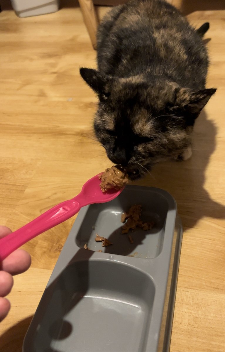 mrlizard13's tweet photo. It’s still very nervous and spends almost the entire day hiding, but it’s now letting me feed it. https://t.co/dhDqp43zQy