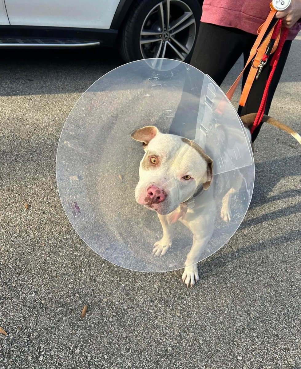 CosmicJane1's tweet photo. Guess who just got neutered and is wearing the cone of shame 😂👏👏😂#dogrescue #lovedogs #dogsoftwitter #loldog #adopt #happystory https://t.co/rYHUEufVl9
