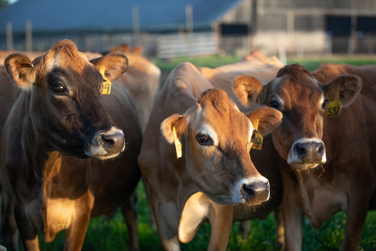 RumianoCheese's tweet photo. We salute #NationalMilkDay - The first day milk was delivered to households in glass bottles in 1878. Milk is the state beverage of 22 states. Rumiano is proud to be part of this remarkable legacy and to bring our customers the finest organic cheese. 🥛🐮 https://t.co/jyWZaHZQnr