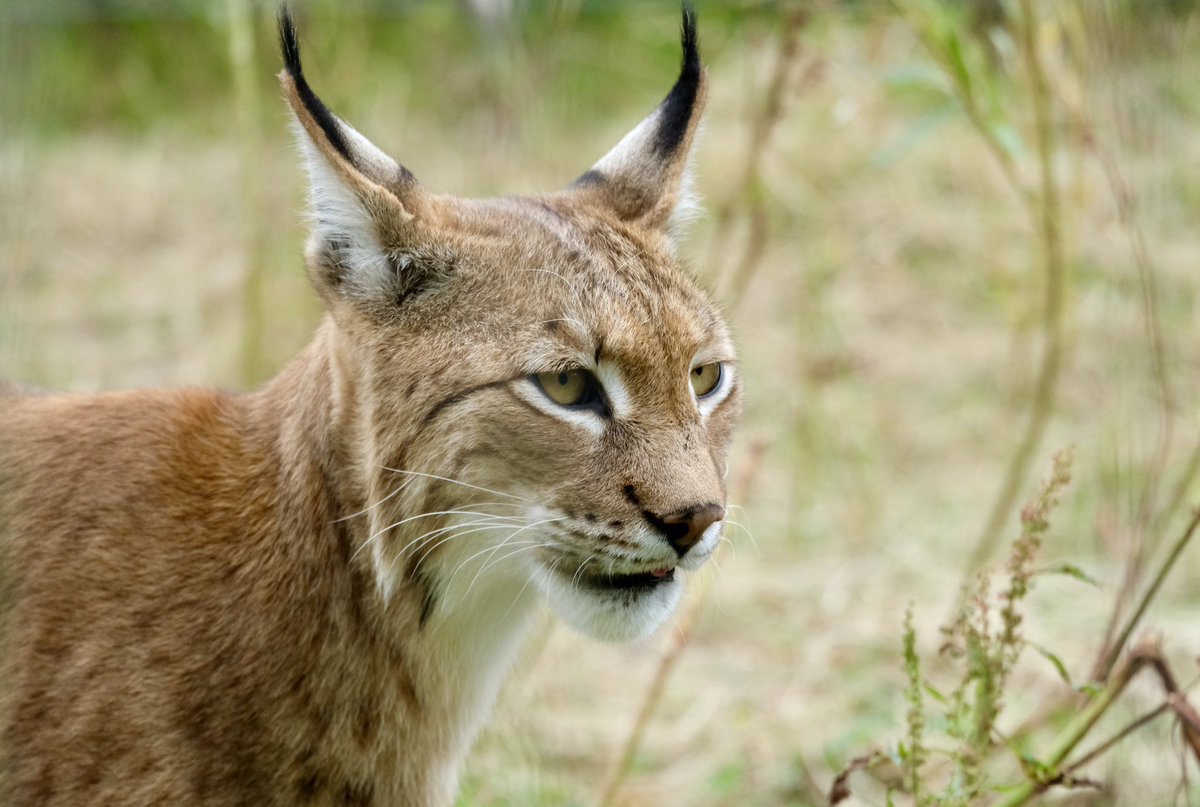 simonconnettcom's tweet photo. @BraydenCreation A Eurasian Lynx https://t.co/66drDIb4j4