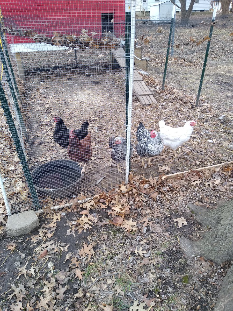 I explained to them what folks have been paying for mass-produced eggs and the flock was shocked. They have become uppity and are demanding bacon and fresh lettuce (not the iceberg garbage or they will clucking cut me).