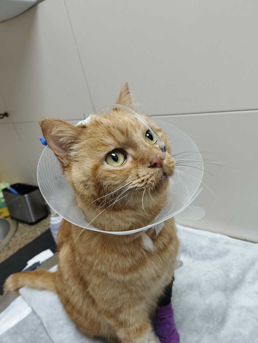 Este es Gooffy, el 16 de Junio llevará conmigo 11 años. Suena a lo típico que diría el dueño pero realmente es la cosa más buena del mundo. Lleva 2 semanas luchando como el que más y portándose super bien en el veterinario debido a problemas en el riñón derecho por un cálculo -