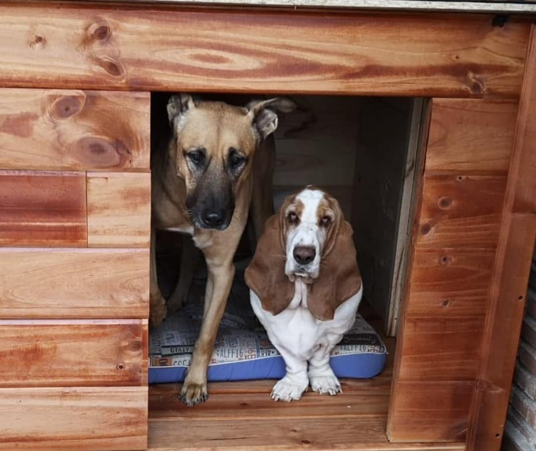 AlertaZeta's tweet photo. 🚨 DIFUSIÓN: 🐶 
Estos son Thor y Gina, dos agentes caninos de la Policía Nacional jubilados.

Han sido siempre inseparables y ahora buscan una adopción conjunta (sería una lástima separarlos). Interesados contactar con @AdoptaK. 

 ✉️ adoptak9@hotmail.com https://t.co/d0bZsVdpKq
