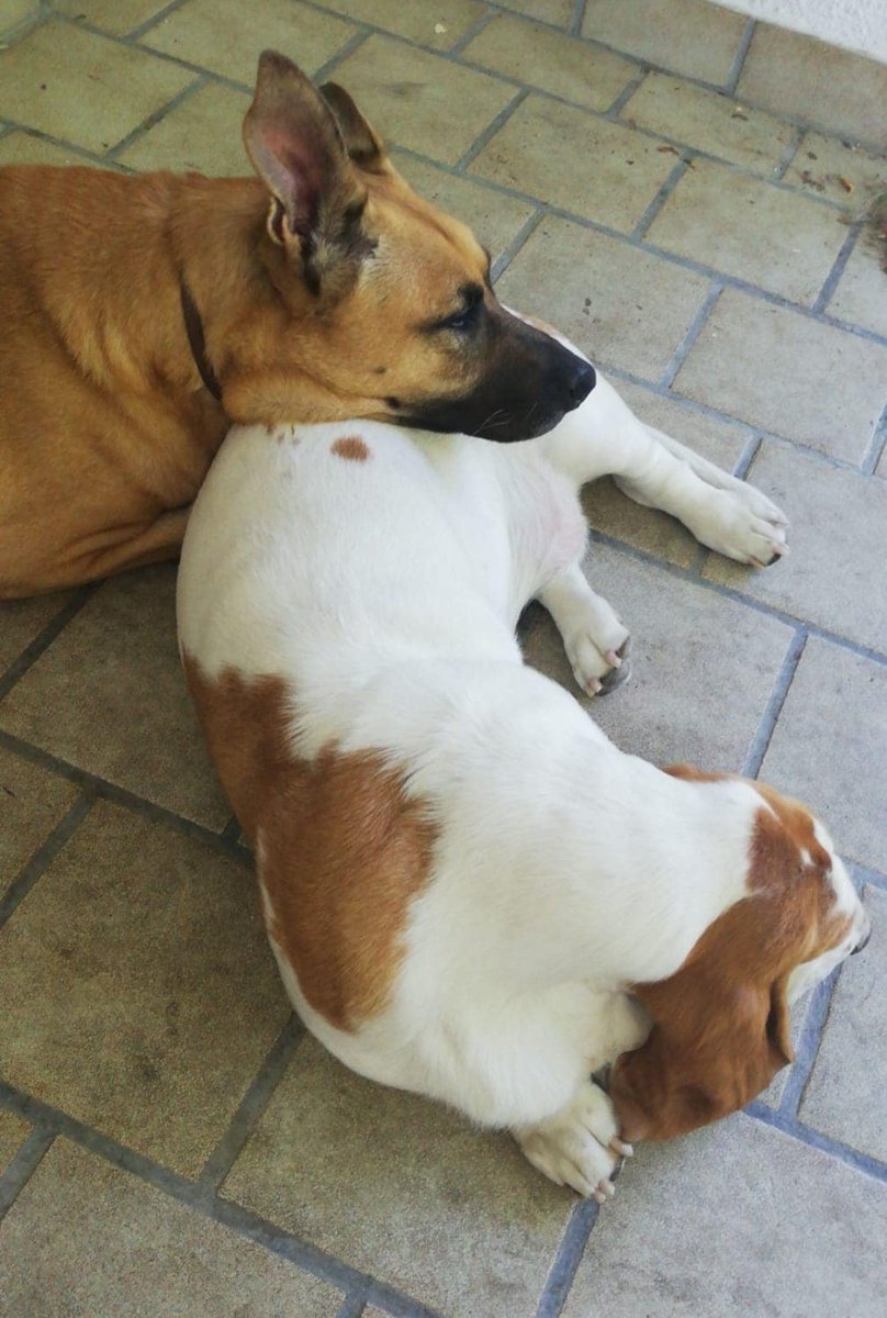 AlertaZeta's tweet photo. 🚨 DIFUSIÓN: 🐶 
Estos son Thor y Gina, dos agentes caninos de la Policía Nacional jubilados.

Han sido siempre inseparables y ahora buscan una adopción conjunta (sería una lástima separarlos). Interesados contactar con @AdoptaK. 

 ✉️ adoptak9@hotmail.com https://t.co/d0bZsVdpKq