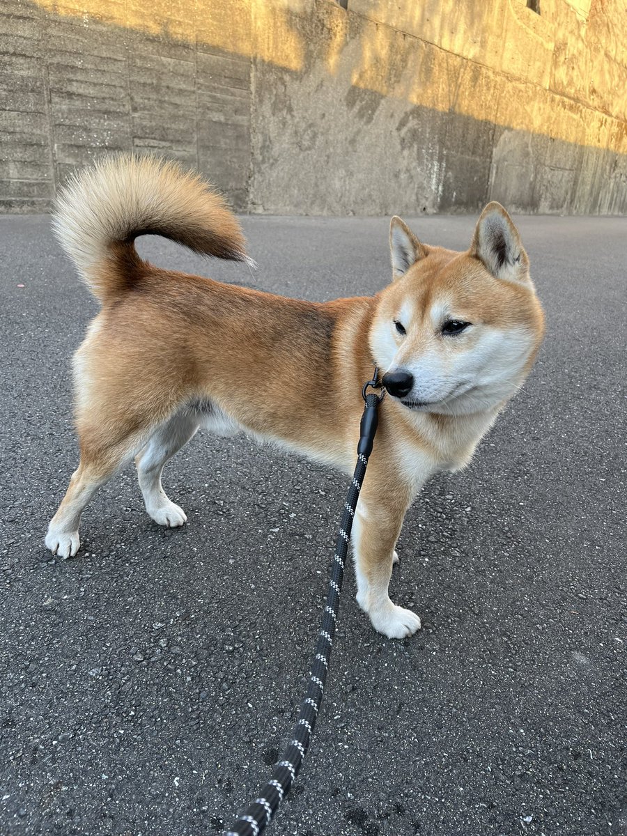 #柴犬 #犬 #愛犬 #dogs 

元気出していこう！ https://t.co/1DsaLezv78