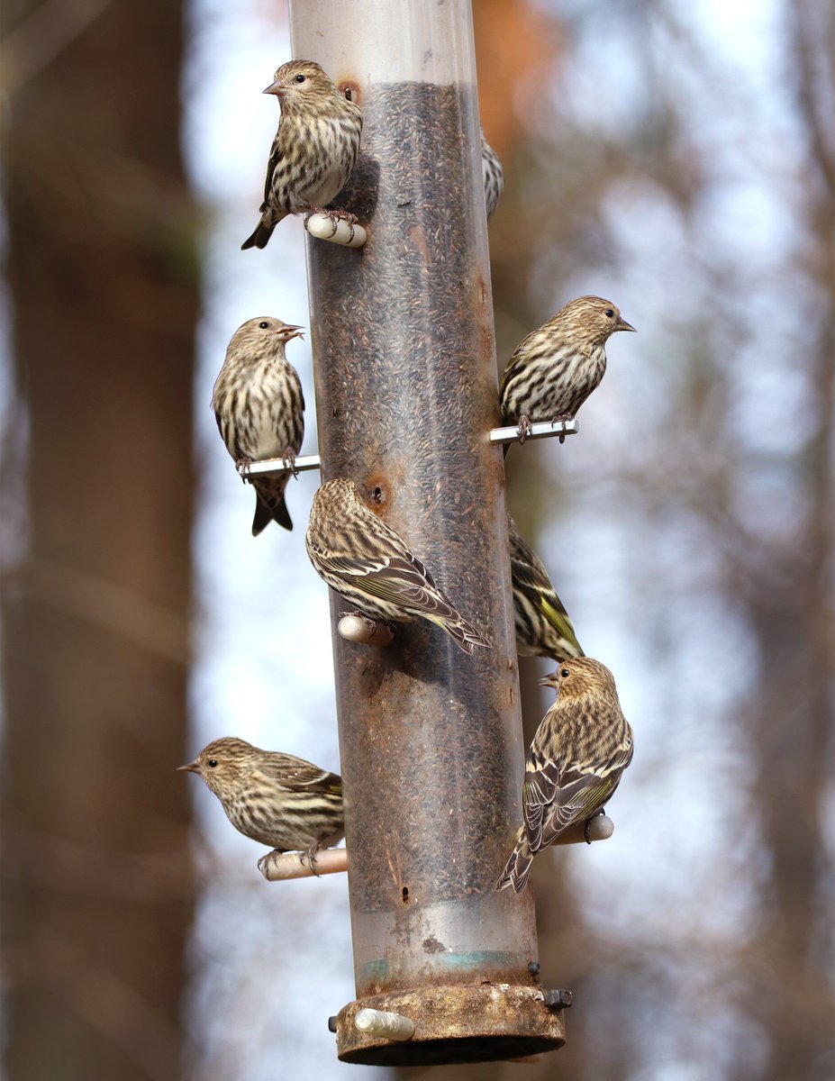 cincynature's tweet photo. Turn your love of bird watching into citizen science! Join us Rowe Visitor Center for #ProjectFeederWatch. This program is a great introduction to bird watching, no experience necessary!
Click the link to learn more: https://t.co/XtSEIPVoIk
#CincyNature #BirdTwitter https://t.co/gOqsBW7xUG
