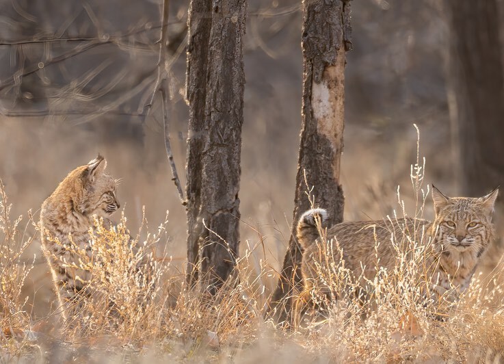 Today’s Happier Place featuring two bobcats (!) is brought to you by <a href="/colopho/">Todd Miller</a> from Colorado.

Use #HappierPlace to get featured
Follow + tag: <a href="/happier_place/">andrew perry</a>

Personal tag: #happier_colopho
Location tags: #happier_Colorado #happier_USA #happier_wildlife 
… instagr.am/p/CnSi1OSryAC/