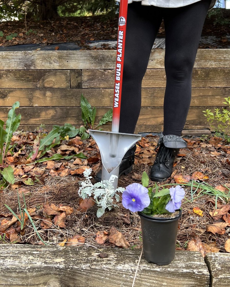 weasel_garden's tweet photo. How many Gardeners does it take to plant a new bulb? 🤔😉

Just one with the Garden Weasel Bulb Planter!

https://t.co/jouA0sWqcf https://t.co/ELeBHYTgeo
