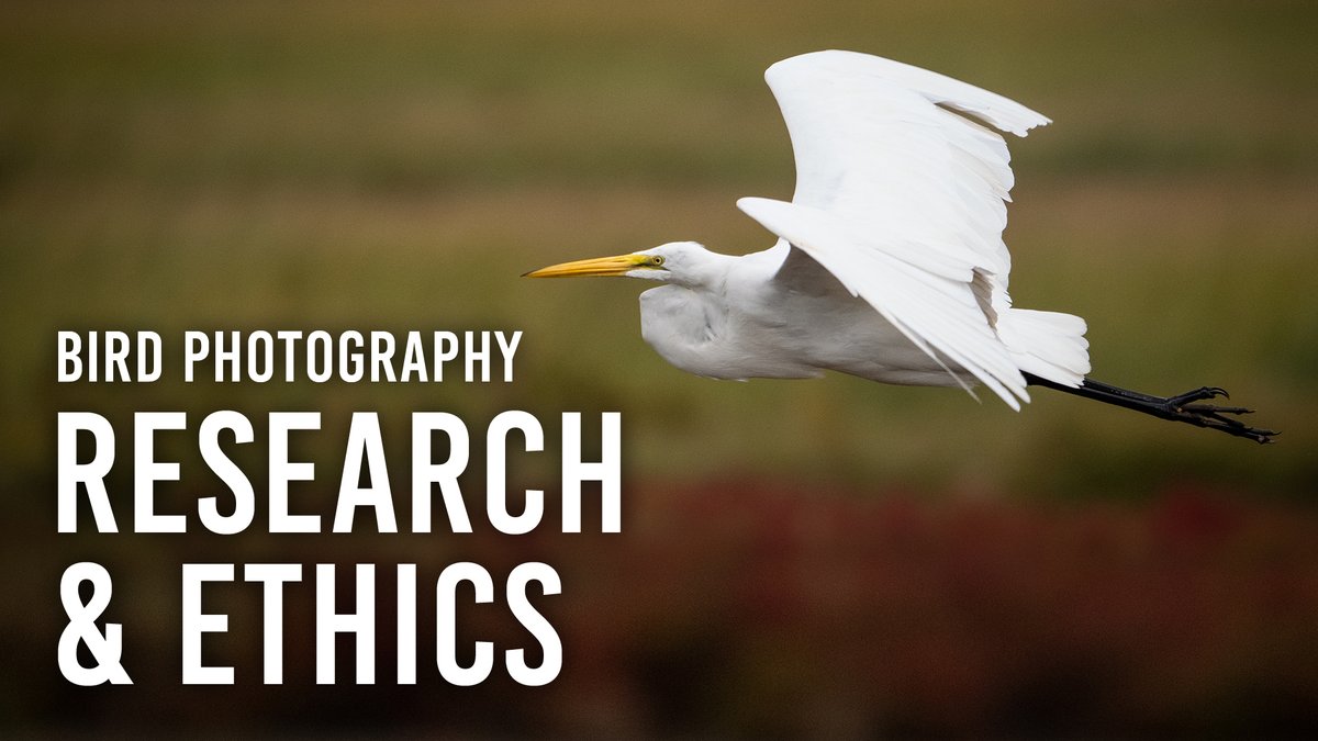 Bird photography is about luck, technique and, most of all, research. @OMSYSTEMcameras Ambassador Emilie Talpin shares the resources she uses to learn about birds before getting into the field and about the ethics of bird photography. bhpho.to/3CDnHaI