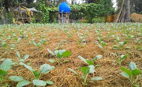 youthinconserv's tweet photo. Dear Youth, Conservation Agriculture is the way to Sustainable agriculture that consists of environment-friendly methods of farming that allow the production of crops or livestock without damage to human or natural systems.

Let's conserve and protect our soil. https://t.co/jqjASSv5hs