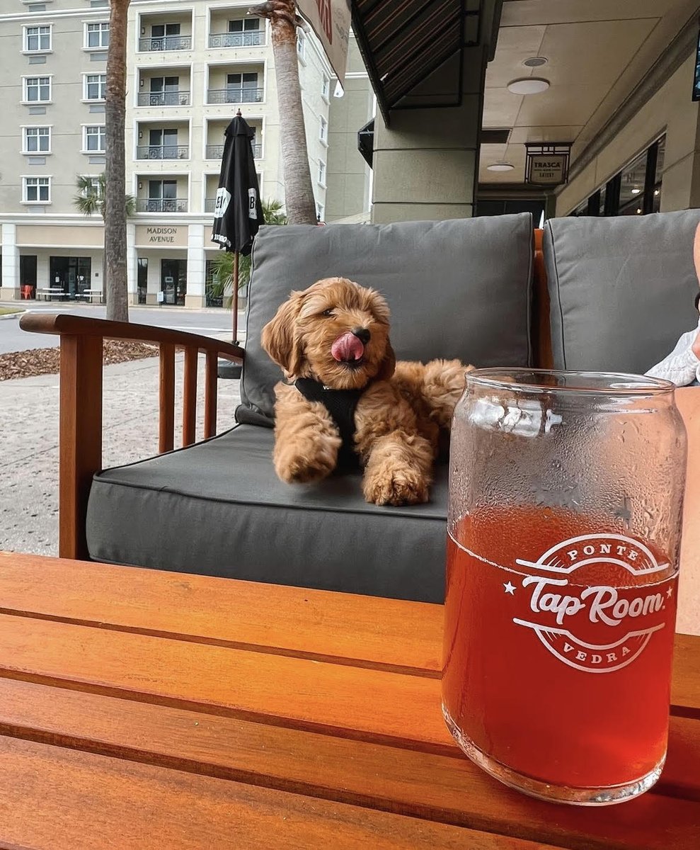 pvtaproom's tweet photo. We might have a new favorite customer! 😍 That’s right, our patio is pet friendly! Come bring your furry friends for a visit to the #pvtaproom! 💙🐶 https://t.co/R6oD6qg9Ka