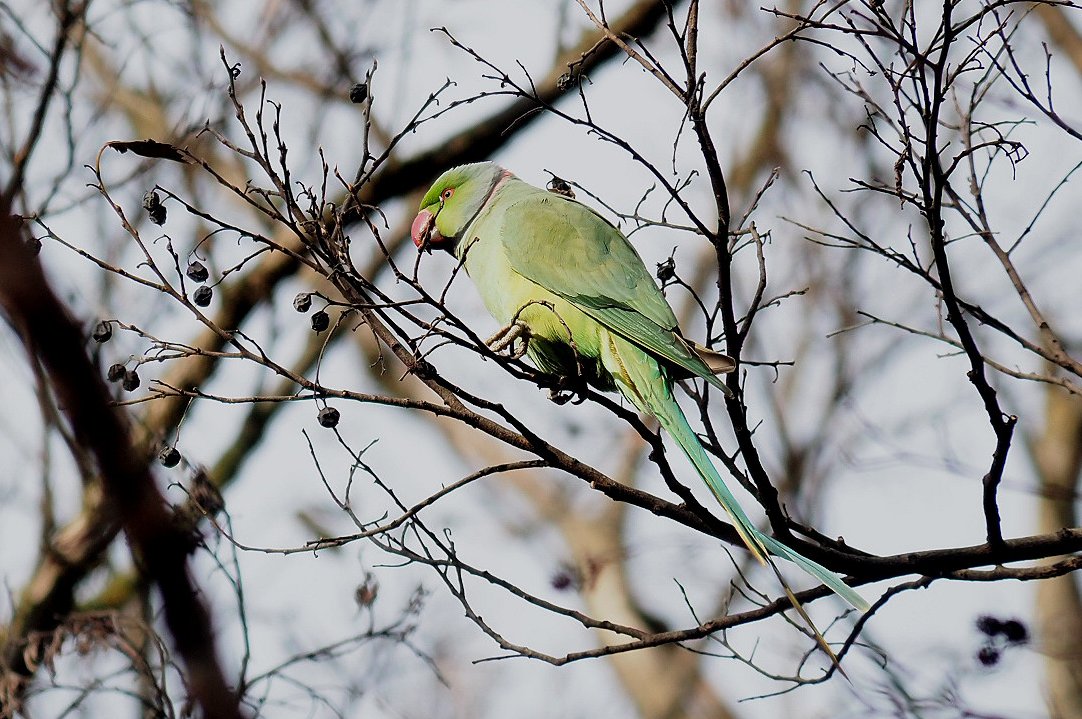 「都内で出くわしたいつものワカケホンセイインコの小規模な群れ。これは新潟では見かけ」|日高トモキチ@暖機運転中のイラスト