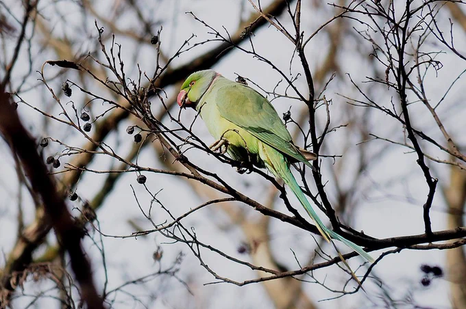 都内で出くわしたいつものワカケホンセイインコの小規模な群れ。これは新潟では見かけない鳥だよなーと思ってたらしっかり目撃情報があるらしい。もともとカゴ抜けの外来種なのでそこら中に蔓延られても困るのだが、たくましいことである。1月12日。 