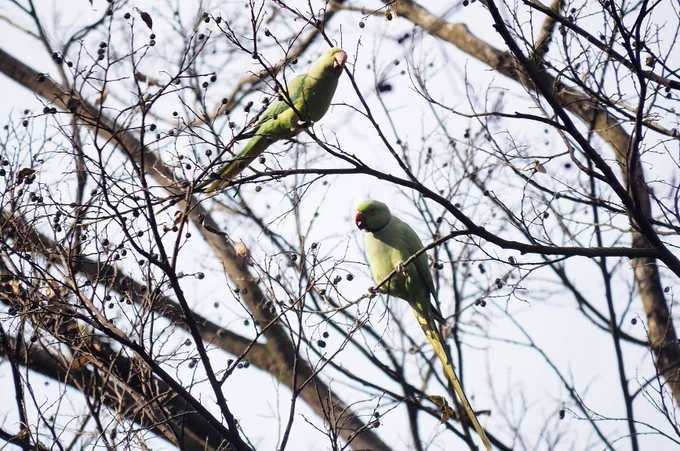 都内で出くわしたいつものワカケホンセイインコの小規模な群れ。これは新潟では見かけない鳥だよなーと思ってたらしっかり目撃情報があるらしい。もともとカゴ抜けの外来種なのでそこら中に蔓延られても困るのだが、たくましいことである。1月12日。 