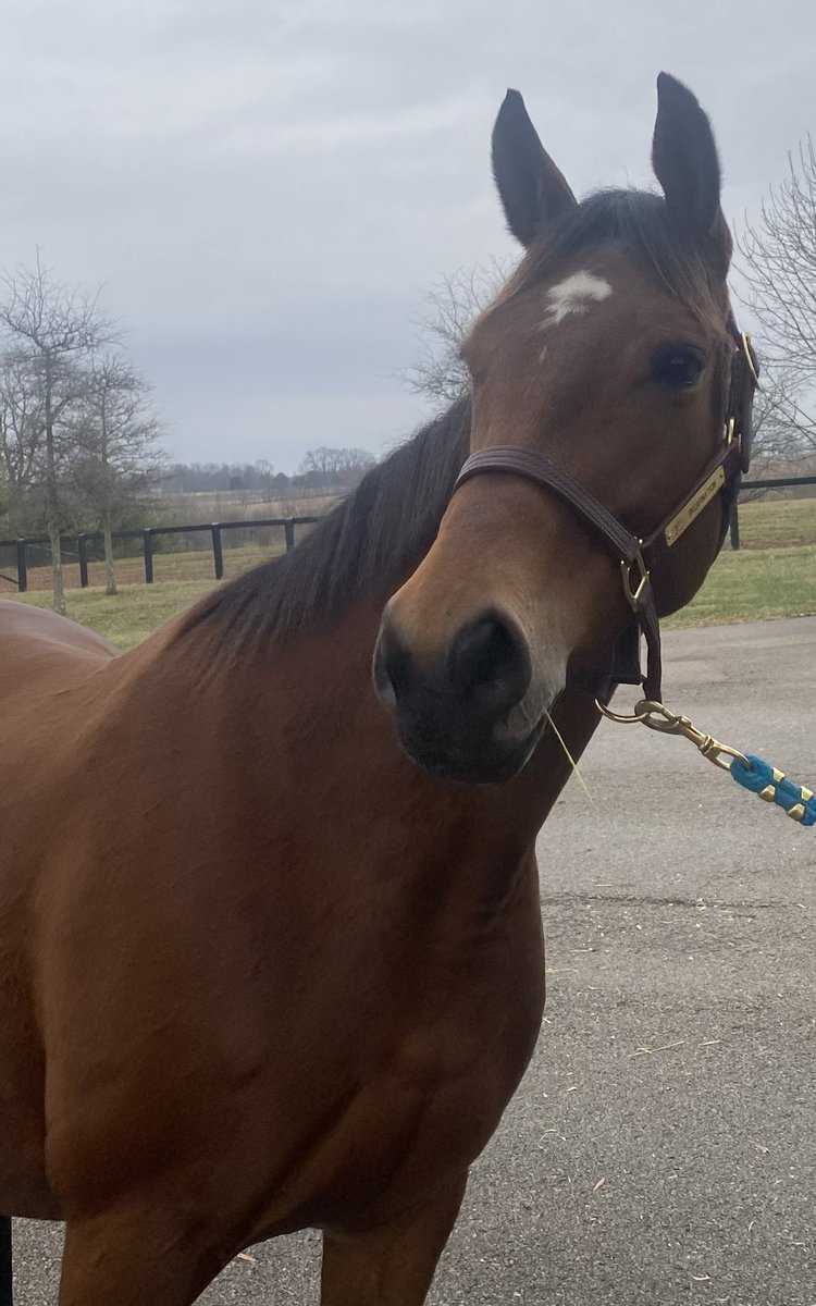 HallStables's tweet photo. Meet our newest broodmare - Incarnation. Went bargain shopping today at Keeneland and darn near stole a young half sister to Kentucky Derby winner Big Brown and full sister to another graded stakes winner.  In foal to Collected and headed to a @spendthriftfarm stallion in 2023. https://t.co/HlrhasfLoA