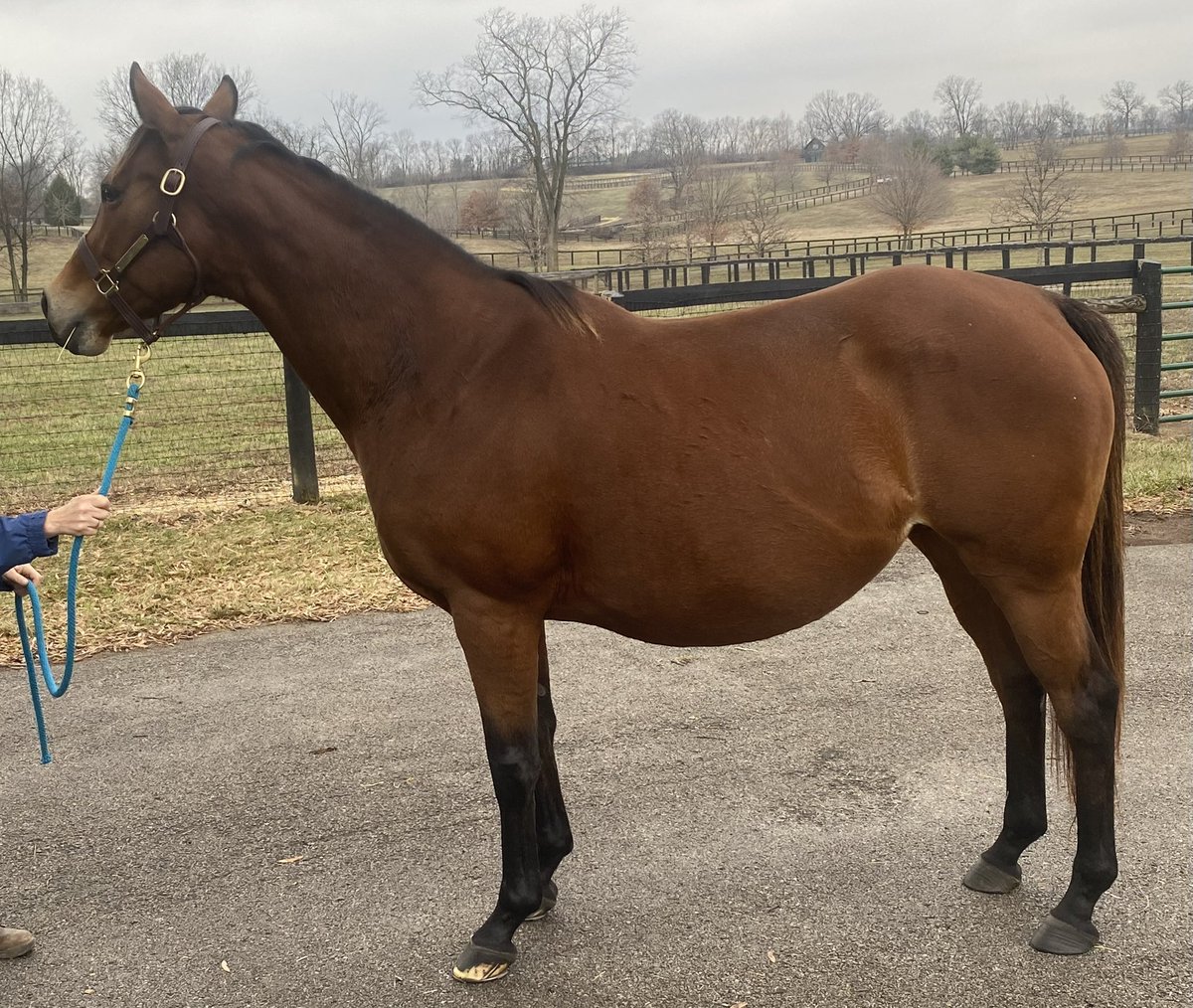 Hall Stables (@hallstables) on Twitter photo Meet our newest broodmare - Incarnation. Went bargain shopping today at Keeneland and darn near stole a young half sister to Kentucky Derby winner Big Brown and full sister to another graded stakes winner. In foal to Collected and headed to a <a href="/spendthriftfarm/">Spendthrift Farm</a> stallion in 2023. Meet our newest broodmare - Incarnation. Went bargain shopping today at Keeneland and darn near stole a young half sister to Kentucky Derby winner Big Brown and full sister to another graded stakes winner. In foal to Collected and headed to a <a href="/spendthriftfarm/">Spendthrift Farm</a> stallion in 2023.