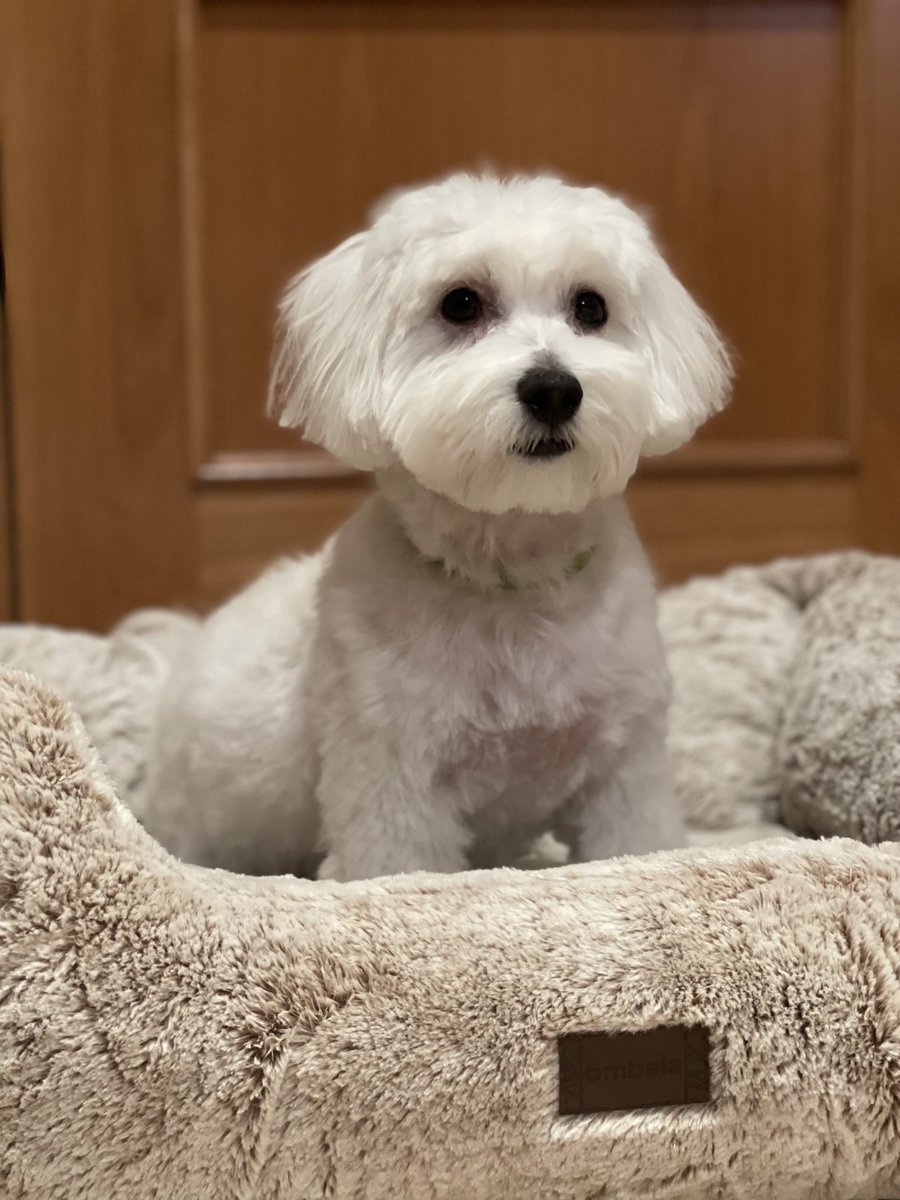 Hasta que no hayas amado a un animal, una parte de tú alma estará dormida. 😍❤️ ⁦<a href="/desireemartosg/">Desirée Martos</a>⁩