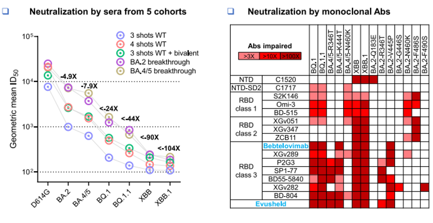 Subvariantes BQ y XBB subvariantes de
SARS-CoV-2 demuestran dramáticamente
+ capacidad para evadir la neutralización por
anticuerpos, incluso en personas con refuerzo bivalente o posterior a infección. 
Wang Q, et al. Dec, 2022. doi:10.1016/j.cell.2022.12.018.