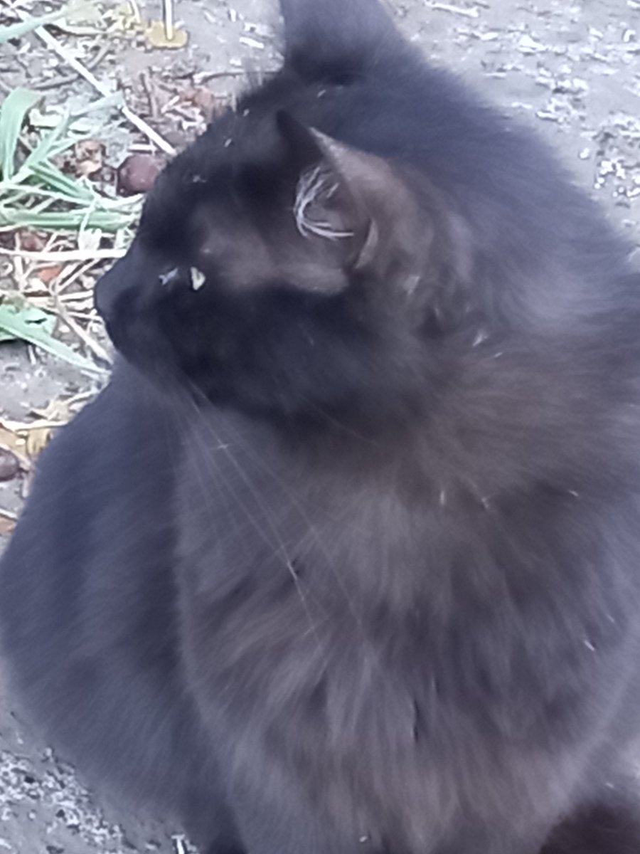 gyarink's tweet photo. Primera vez que veo un gatito tranquilo xD https://t.co/d7vzg5XjTI