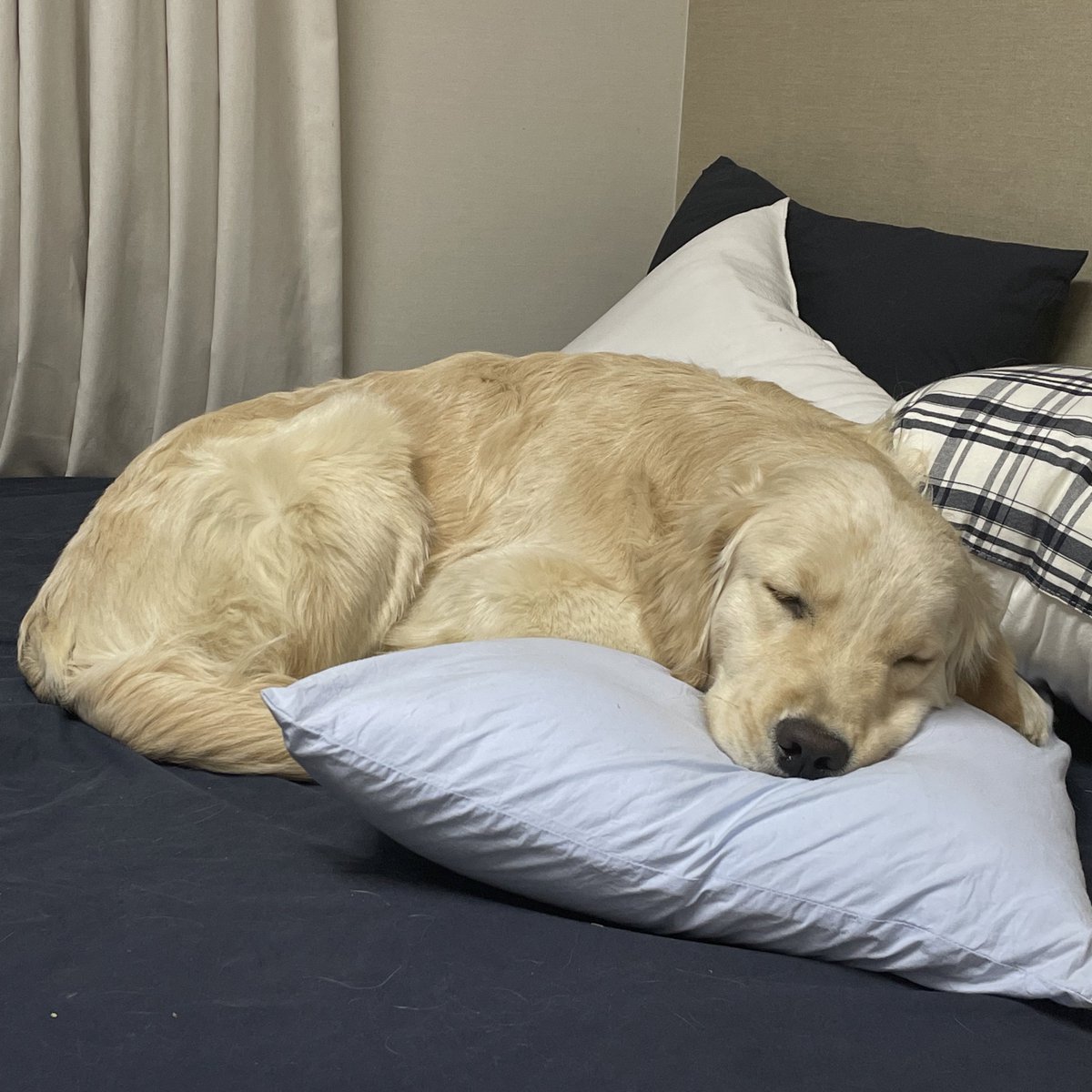 butterchive's tweet image. 넌 잘 때가 젤 기여워..