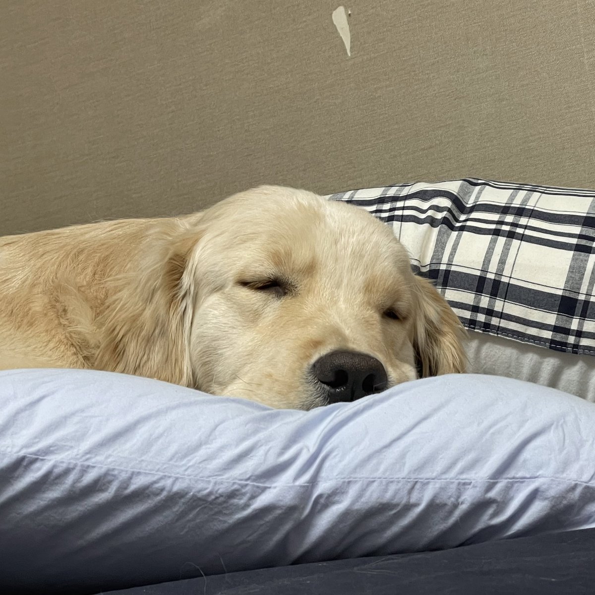 butterchive's tweet image. 넌 잘 때가 젤 기여워..