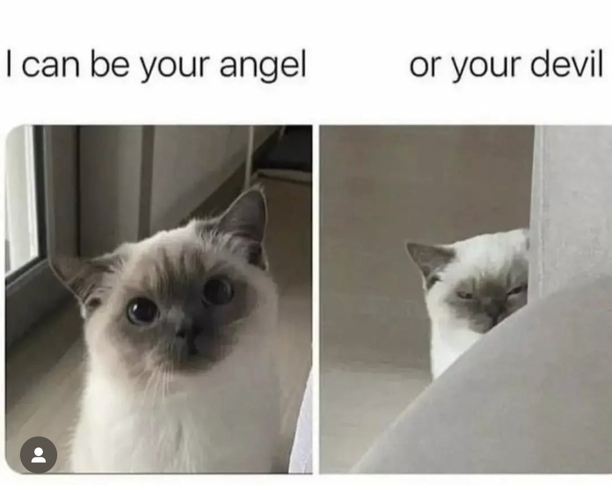 my cat ended up here (@cursedkittycat) on Twitter photo 