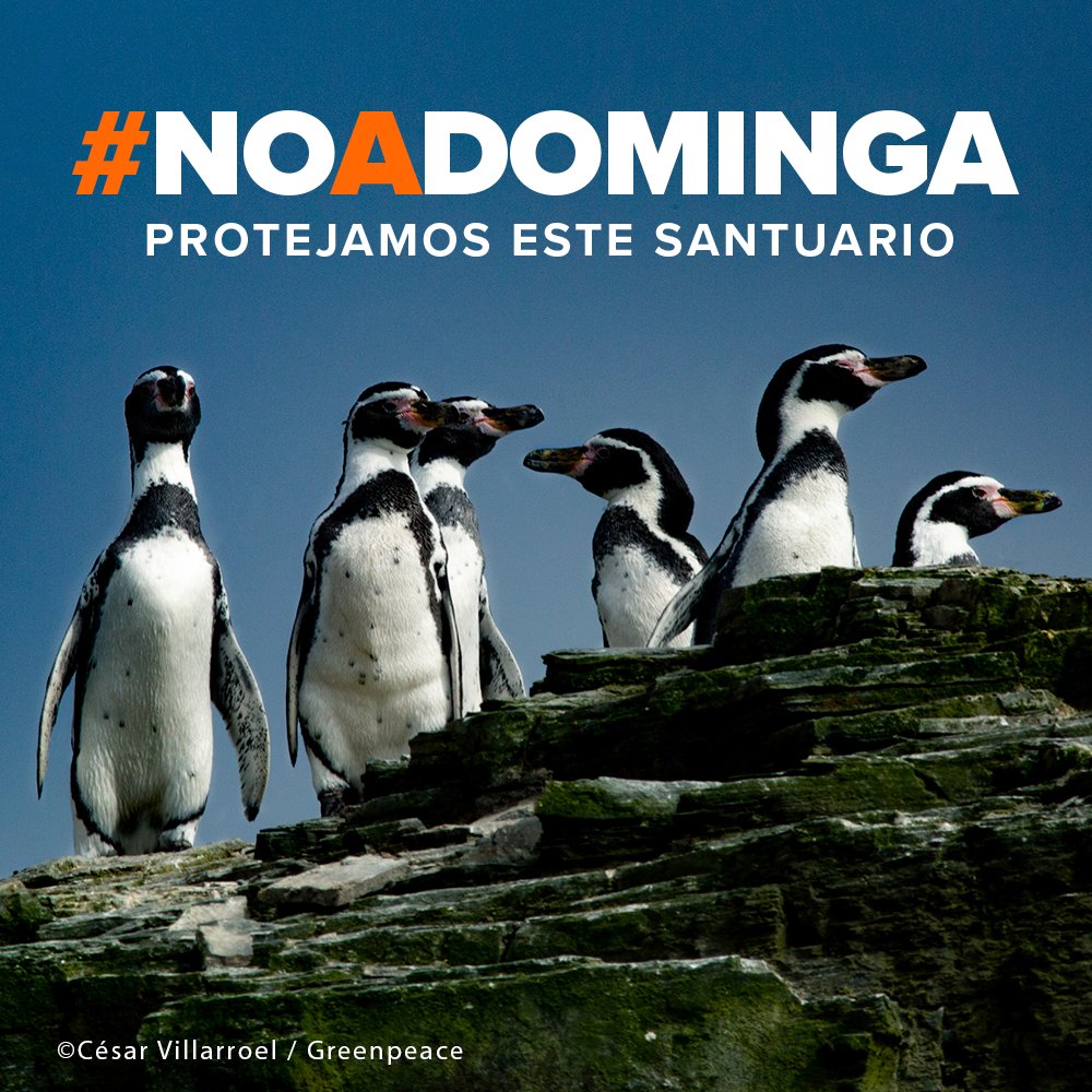 GreenpeaceCL's tweet photo. #DOMINGA ES UN PROYECTO MARCADO POR LA CORRUPCIÓN‼️ UN PROYECTO QUE NO DEBE EJECUTARSE❌ 

Por los pingüinos, las ballenas, los chungungos y las cientos de especies que conviven en este santuario, por las comunidades de la costa de La Higuera decimos fuerte y claro: #NoADominga! https://t.co/tUIOiDfaj6