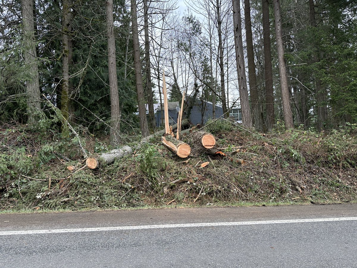 lyledodge's tweet photo. @CarmenCrincoli East side of road / left side of picture today - the two on right are about 7 feet  above the roadway and go back about 50 feet https://t.co/nZpD0AsAdO