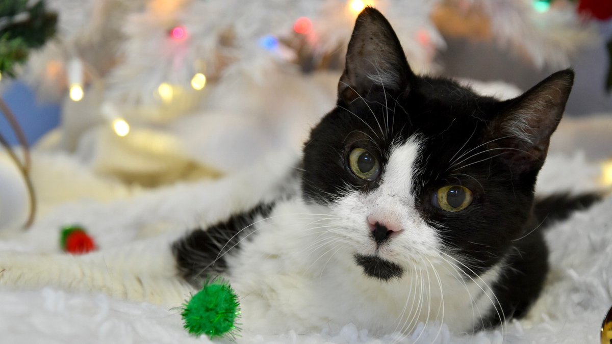 Alley Cat Allies tweet media