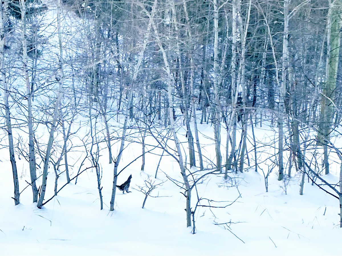 Ceri Willott tweet media