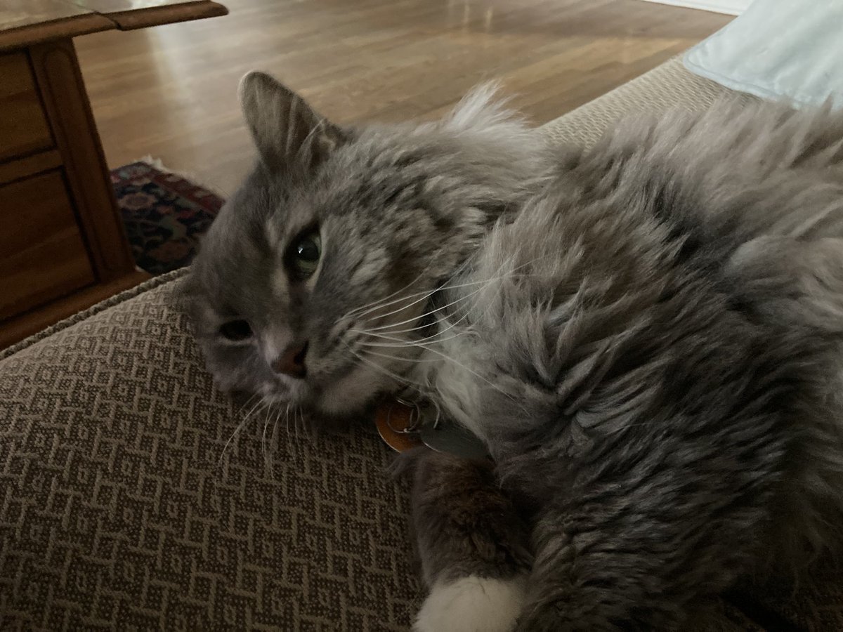 Don’t mind me. I’m just thinking about all the mice outside.
#CatsOfTwitter