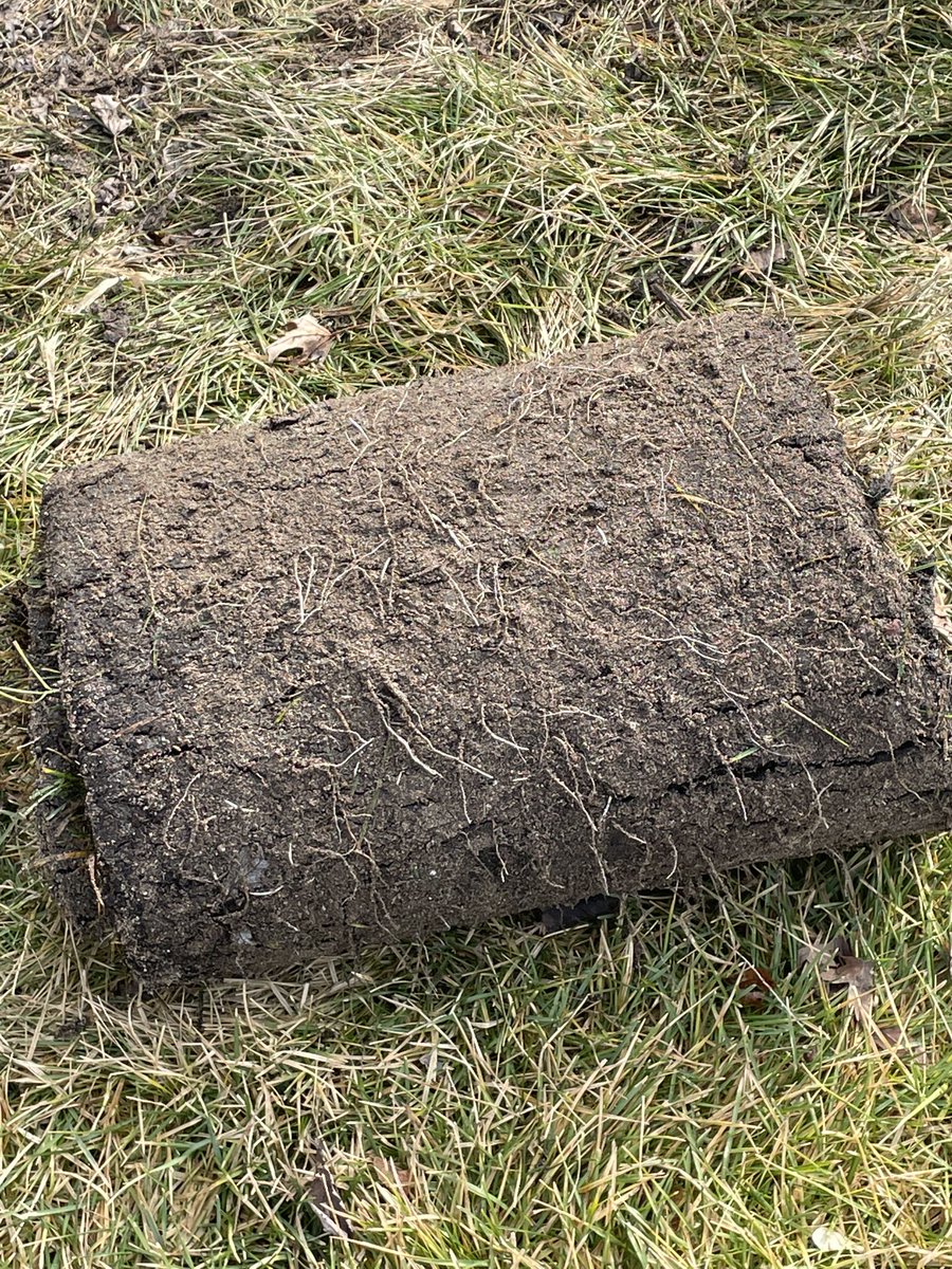Sodding in January?  We’re extending our short grass out to the creeks edge on the drivable par 4 14th!  Last photo is Kentucky Bluegrass that we installed December 16th and rolled up today to make some changes.  Look at those roots!