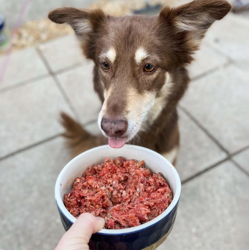 The <a href="/ProdogRaw/">ProDog Raw</a> Complete Raw Food Formula Mince delivers the full spectrum of nutrients required to support your #dogs health &amp; vitality.- simply defrost, pop the lid &amp; serve!
bit.ly/ProdograwCompl…

#thepetsbiz #raw
