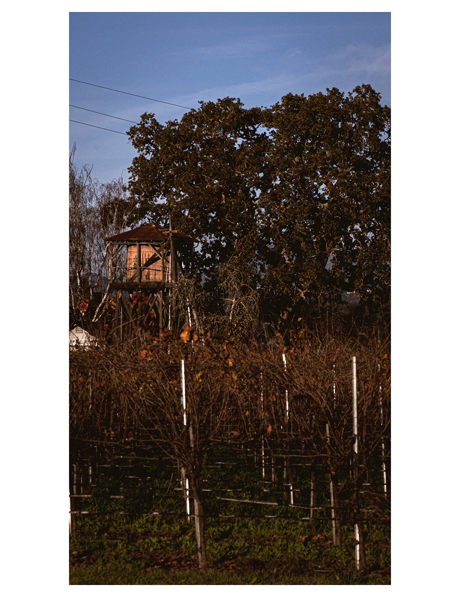 Mando Matz tweet media