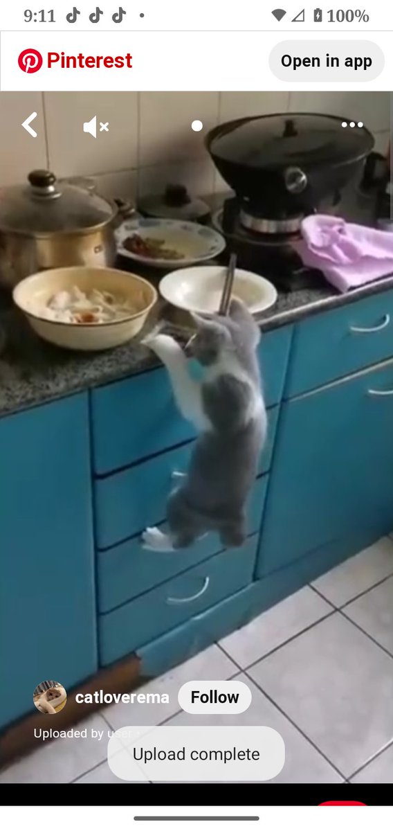 Good Evening Everyone! For those with pets.... 🐶🐾😹